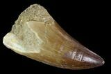 Mosasaur (Prognathodon) Tooth #96789-1